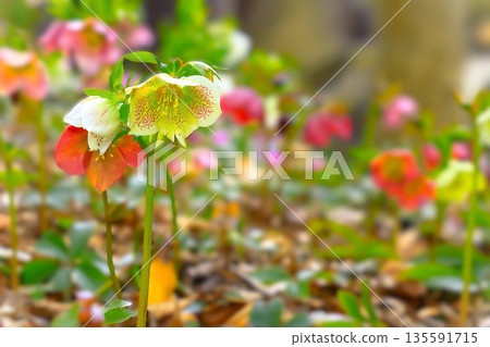 令人耳目一新的斑葉聖誕玫瑰 令人耳目一新的斑葉聖誕玫瑰 135591715