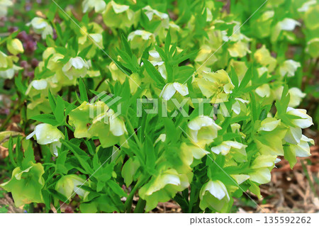 春日花田中盛開著白色的聖誕玫瑰 春日花田中盛開著白色的聖誕玫瑰 135592262