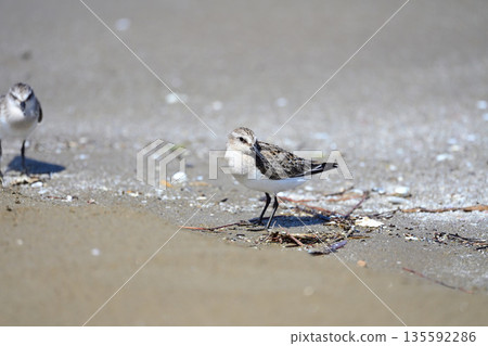 本年 本年 135592286