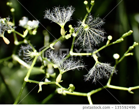 牽牛花羽狀瘦果 牽牛花羽狀瘦果 135592496