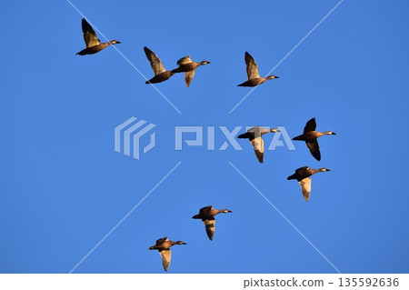 cargamo的飛行 135592636