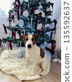 A Jack Russell Terrier sits under a Christmas tree. 135592637