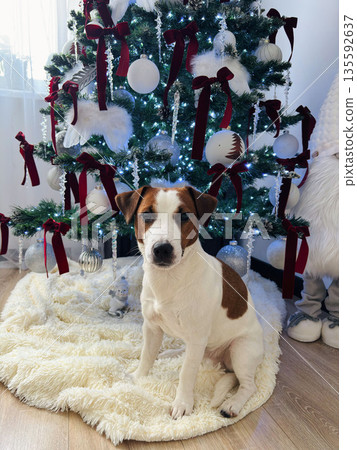 A Jack Russell Terrier sits under a Christmas tree. 135592637