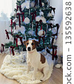 A Jack Russell Terrier sits under a Christmas tree. 135592638