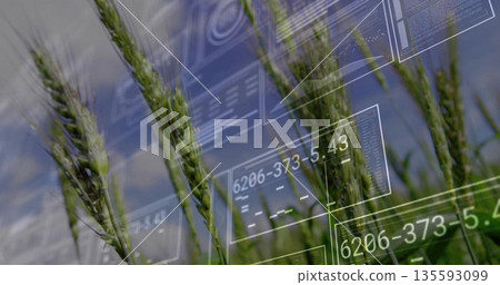 Vibrant green wheat stalks growing in rural farm field, with HUD panels showing numeric data codes Vibrant green wheat stalks growing in rural farm field, with HUD panels showing numeric data codes 135593099
