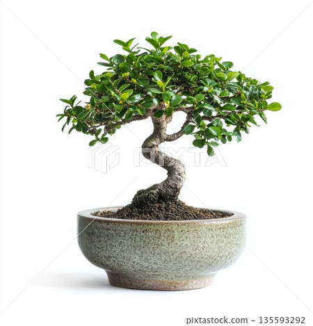 Beautiful bonsai tree in a decorative pot showcasing intricate twisting branches and lush foliage in natural light 135593292