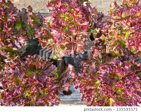 This is a field planted with red lettuce. 135593375