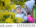 Siblings Interact Among Bright Yellow Mimosa Flowers 135593539