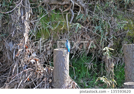 翠鳥、翡翠翠鳥、東村山市北山公園、東村山淨化中心公園 翠鳥、翡翠翠鳥、東村山市北山公園、東村山淨化中心公園 135593620