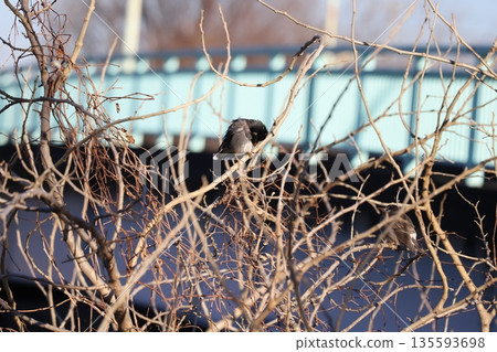 兩隻椋鳥棲息在冬天的一棵枯樹上 兩隻椋鳥棲息在冬天的一棵枯樹上 135593698