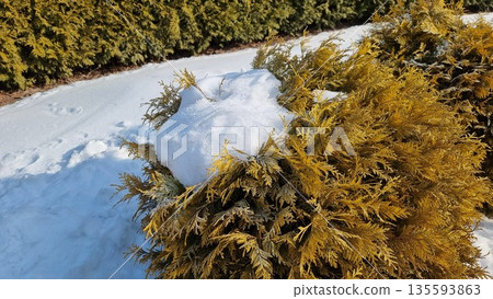Beautiful Shot Of Trees Covered In Snow 135593863