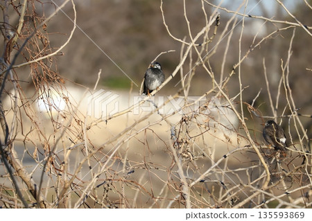 兩隻椋鳥棲息在冬天的一棵枯樹上 兩隻椋鳥棲息在冬天的一棵枯樹上 135593869