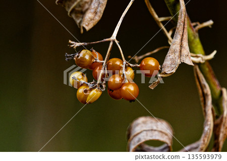 茜草科果實 茜草科果實 135593979