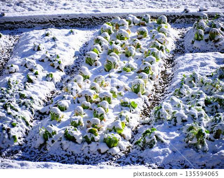 Snow-covered fields and orchards Snow-covered fields and orchards 135594065
