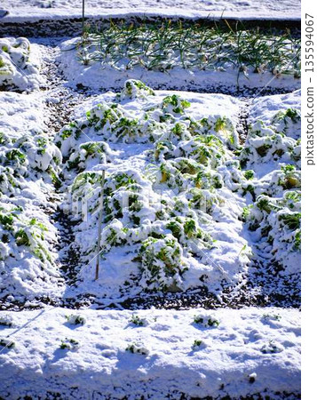 Snow-covered fields and orchards Snow-covered fields and orchards 135594067