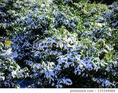Snow-covered fields and orchards Snow-covered fields and orchards 135594069