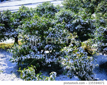 Snow-covered fields and orchards 135594071