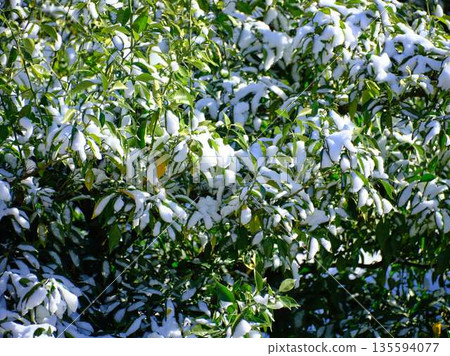 Snow-covered fields and orchards Snow-covered fields and orchards 135594077