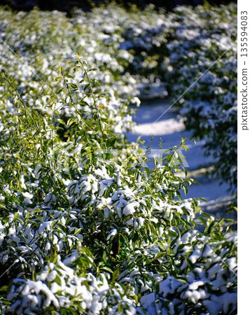Snow-covered fields and orchards Snow-covered fields and orchards 135594083