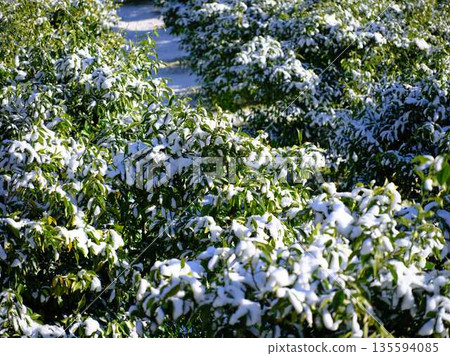 Snow-covered fields and orchards Snow-covered fields and orchards 135594085