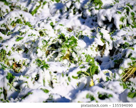 Snow-covered fields and orchards 135594090