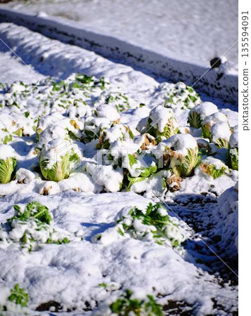 白雪覆蓋的田野和果園 135594091