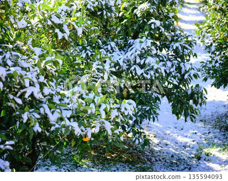 Snow-covered fields and orchards 135594093