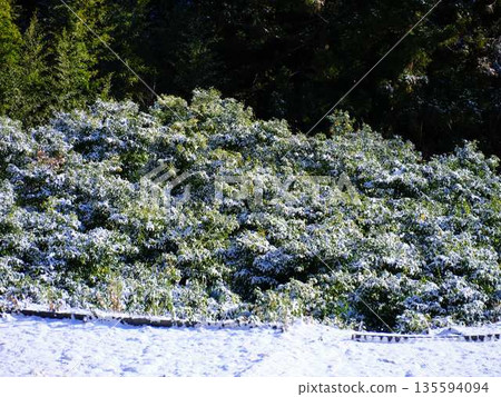 Snow-covered fields and orchards 135594094