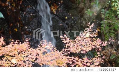 Autumn leaves and waterfall Autumn leaves and waterfall 135594157