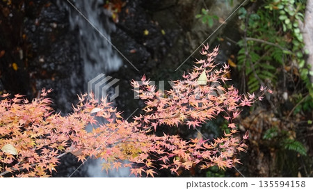 Autumn leaves and waterfall Autumn leaves and waterfall 135594158
