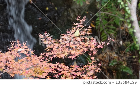 Autumn leaves and waterfall Autumn leaves and waterfall 135594159