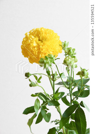 Marigold and eclair 135594521