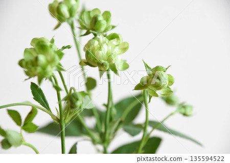 Eclair Eclair 135594522