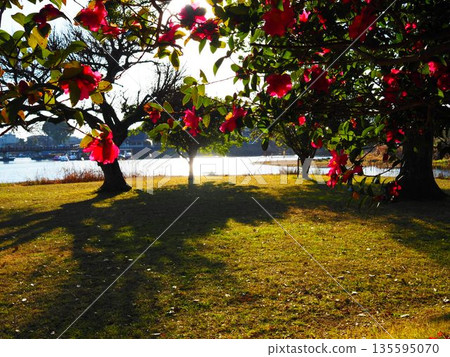 Camellia park Camellia park 135595070