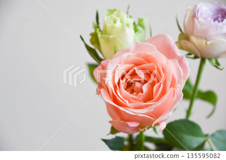 Three-color roses Three-color roses 135595082