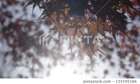 Beautiful autumn leaves Beautiful autumn leaves 135595166