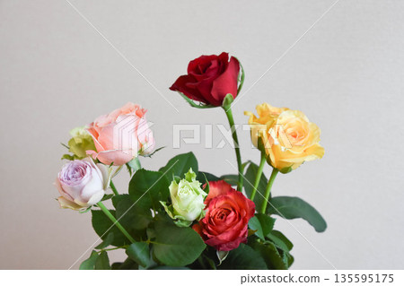 Colorful roses Colorful roses 135595175