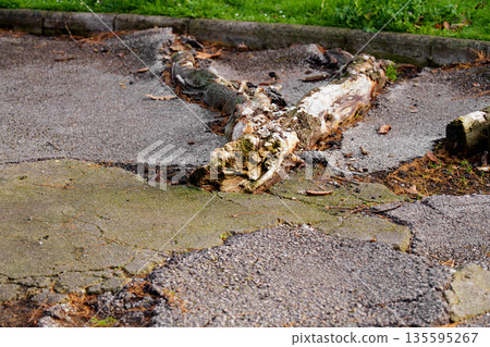 Exposed roots breaking through old asphalt in an urban park walkway after removal of mature tree 135595267