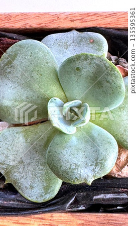 Mini Green Plant, Elegant Succulent Arrangement Display, Calm Pastel Green Rosette With Fleshly Leaves, Serene Wooden Container Showcases Lush Succulents Stylishly Mini Green Plant, Elegant Succulent Arrangement Display, Calm Pastel Green Rosette With Fleshly Leaves, Serene Wooden Container Showcases Lush Succulents Stylishly 135595361