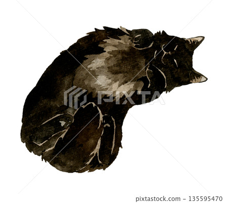 一隻黑色長毛貓露著肚子睡覺。手繪水彩寵物動物插畫。 135595470