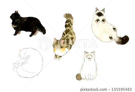 Set of long-haired cats of various types and poses. Hand-drawn watercolor illustrations of pets and animals. 135595483