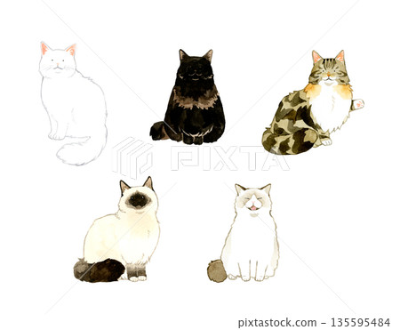 一組不同類型坐姿長毛貓的插畫。手繪水彩寵物及動物插畫。 135595484