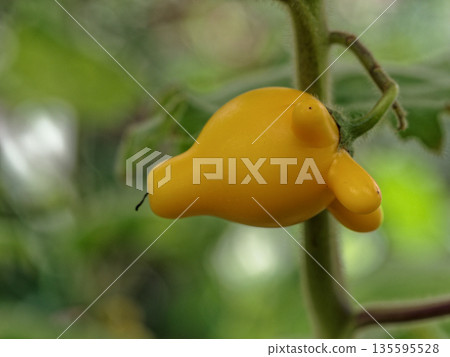 Uniquely shaped yellow fruit Tsunonas 135595528
