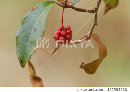 Fruit of a honeymoon Fruit of a honeymoon 135595860
