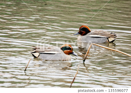 Winter in the lotus pond. Wintering birds. Anatidae, Teal (male). Winter in the lotus pond. Wintering birds. Anatidae, Teal (male). 135596077