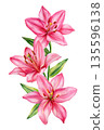 Pink lily watercolor stem with three vivid blooms and green leaves isolated on white background for romantic designs 135596138