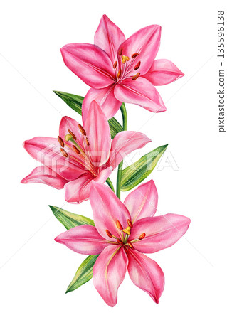 Pink lily watercolor stem with three vivid blooms and green leaves isolated on white background for romantic designs 135596138