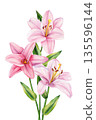 Pink lily watercolor bouquet with three pastel blossoms and green buds and leaves isolated on white background 135596144