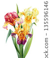 Iris flowers watercolor bouquet with red orange purple and pale yellow blooms and lush green leaves isolated on white 135596146
