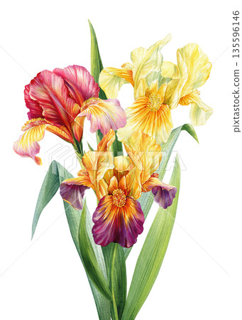 Iris flowers watercolor bouquet with red orange purple and pale yellow blooms and lush green leaves isolated on white Iris flowers watercolor bouquet with red orange purple and pale yellow blooms and lush green leaves isolated on white 135596146